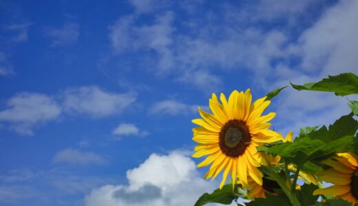 夏期休暇のお知らせ